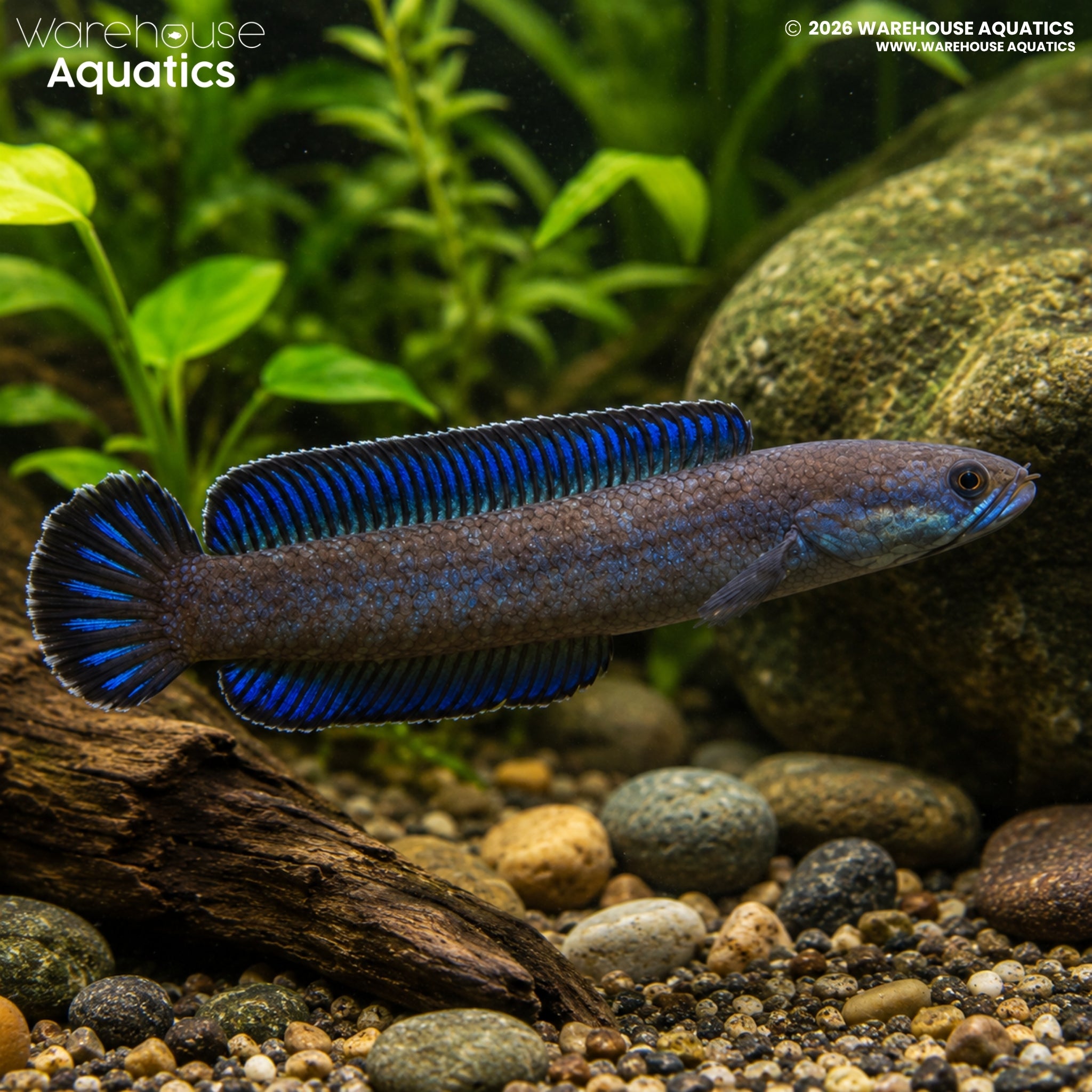 Blue Dwarf Snakehead - Channa andrao