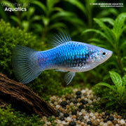 Blue Glowlight Platy - Xiphophorus maculatus