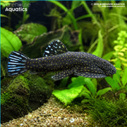 Pseudogastromyzon Ctenocephalus Loach - Pseudogastromyzon Ctenocephalus