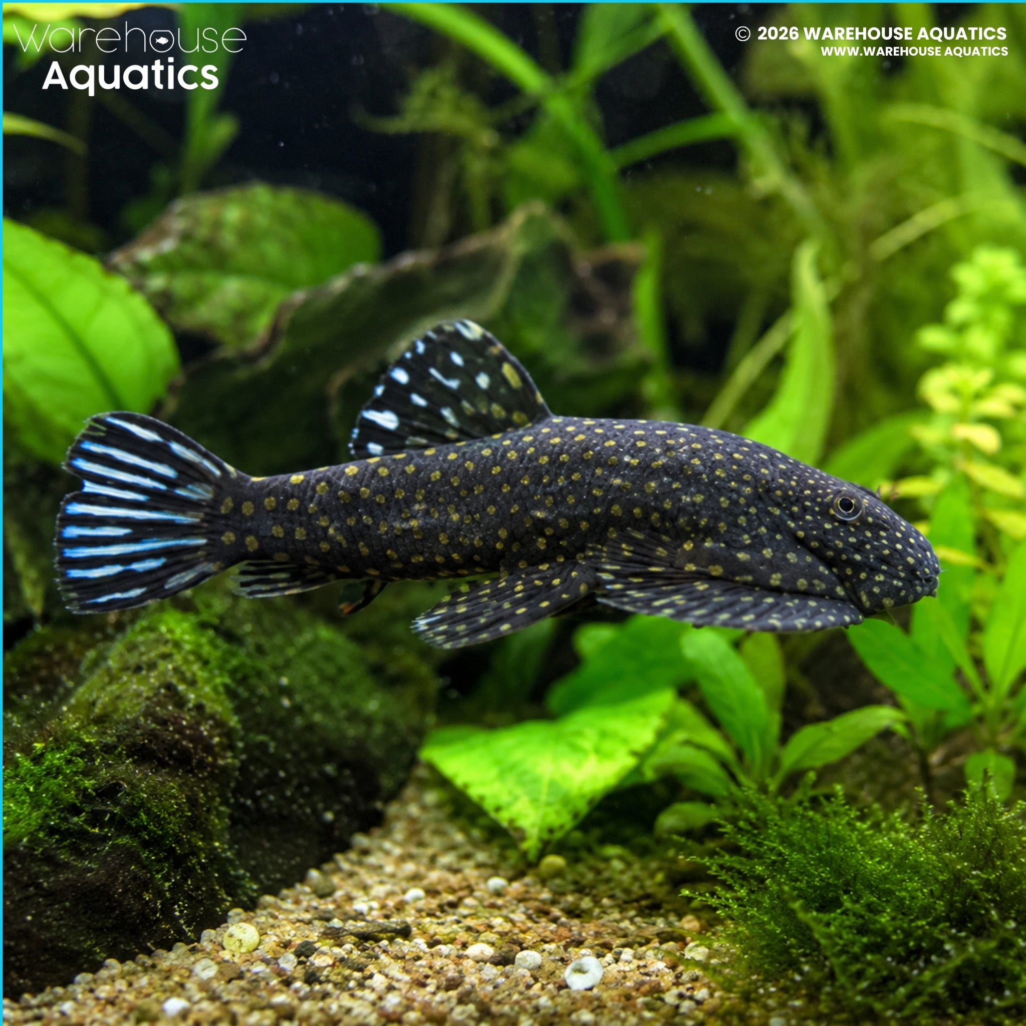Pseudogastromyzon Ctenocephalus Loach - Pseudogastromyzon Ctenocephalus