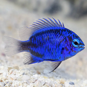 Blue Sapphire Damselfish