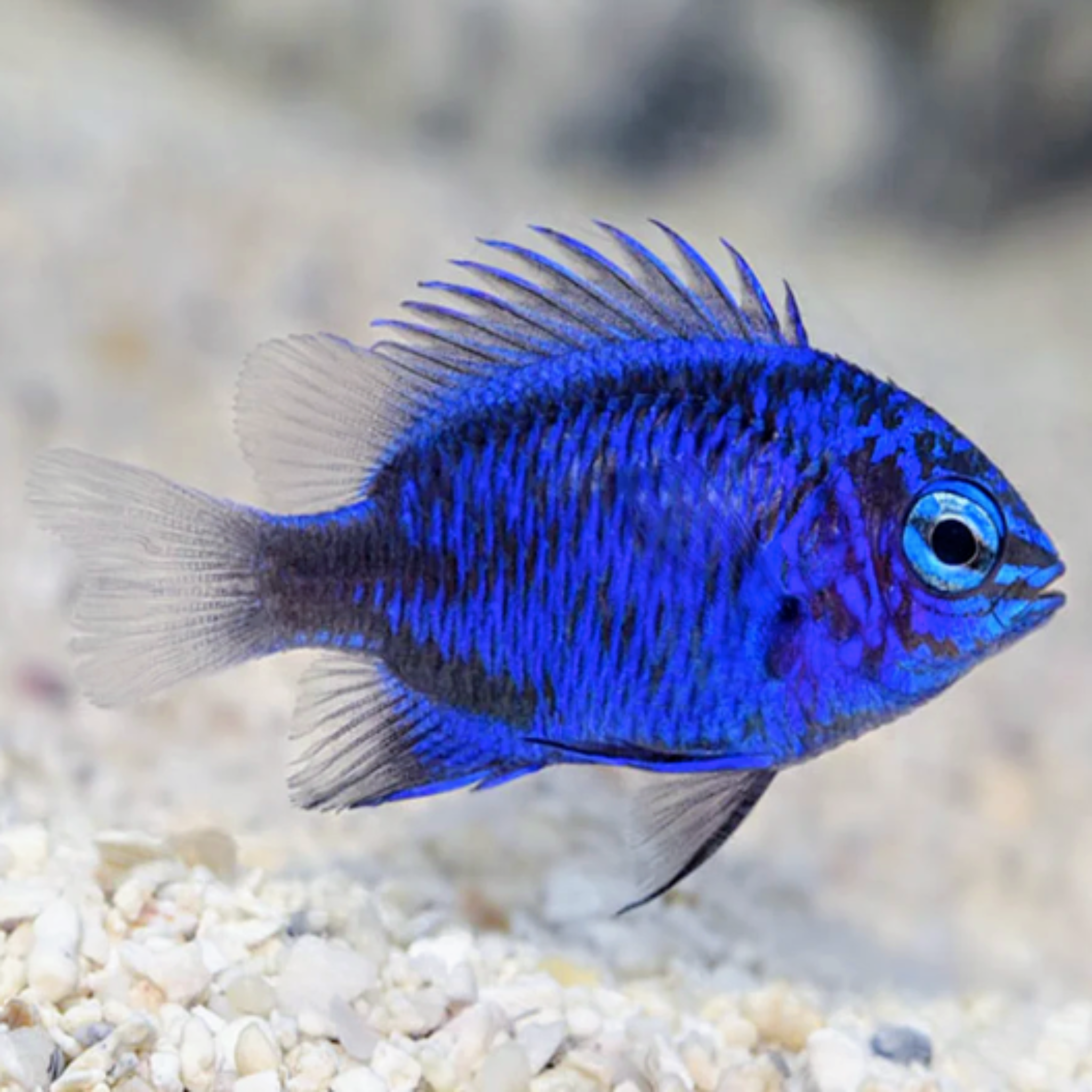 Blue Sapphire Damselfish