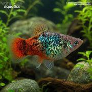 Blue Spotted Redtail Platy - Xiphophorus maculatus