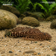 Blue Tail Borneo Loach - Gastromyzon sp.SK03