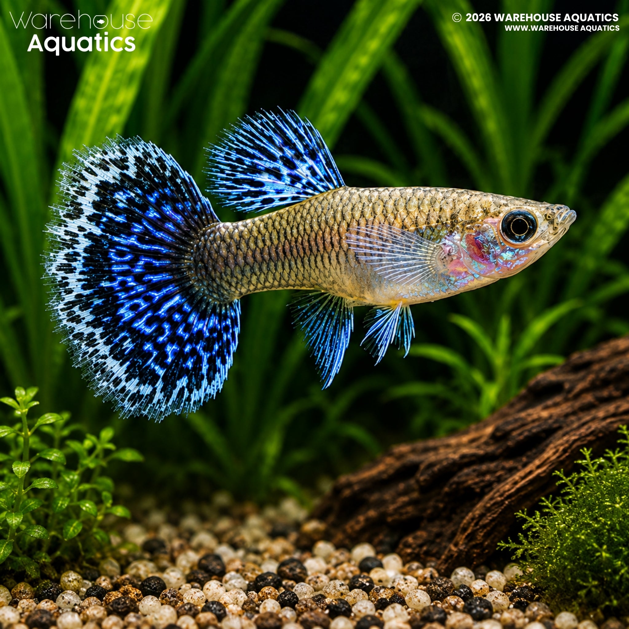 Blue Metal Dragon Guppy - Poecilia reticulata - Male