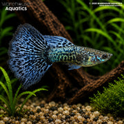 Blue Metal Dragon Guppy - Poecilia reticulata - Male