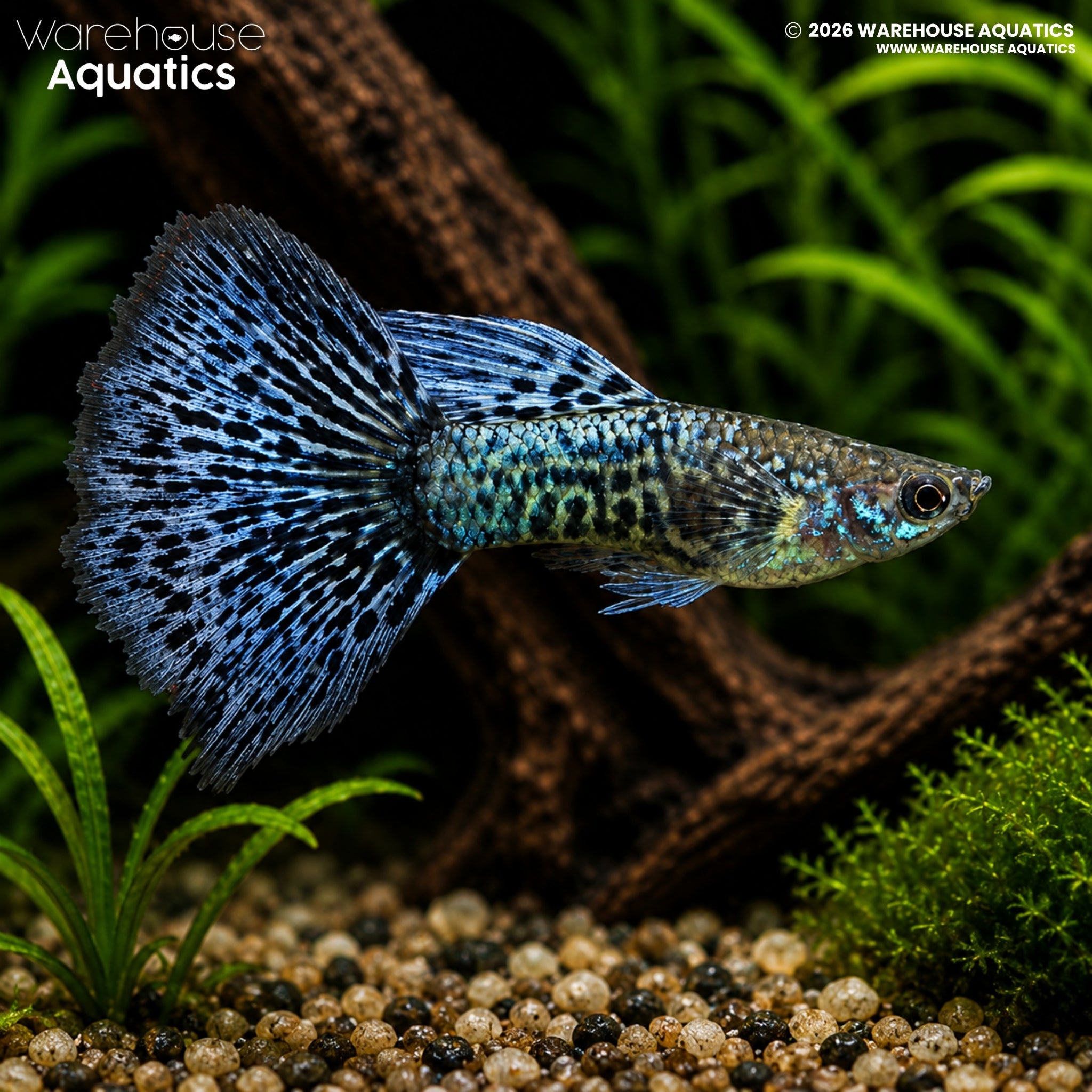 Blue Metal Dragon Guppy - Poecilia reticulata - Male