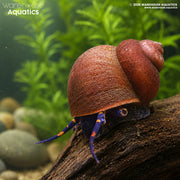 Blueberry Snail - Viviparus sp