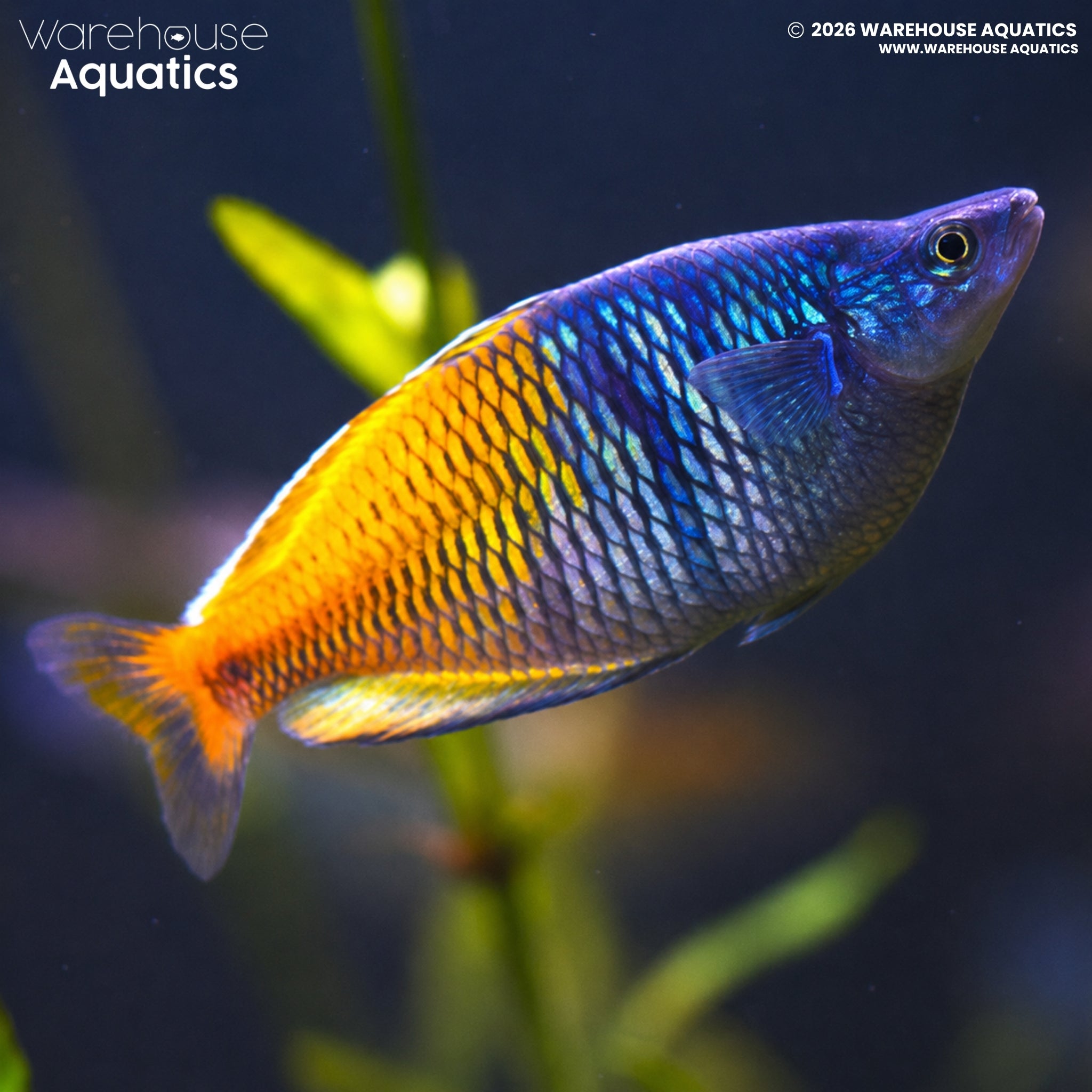 Boeseman’s Rainbowfish - Melanotaenia boesemani "Lake Ajamaru"
