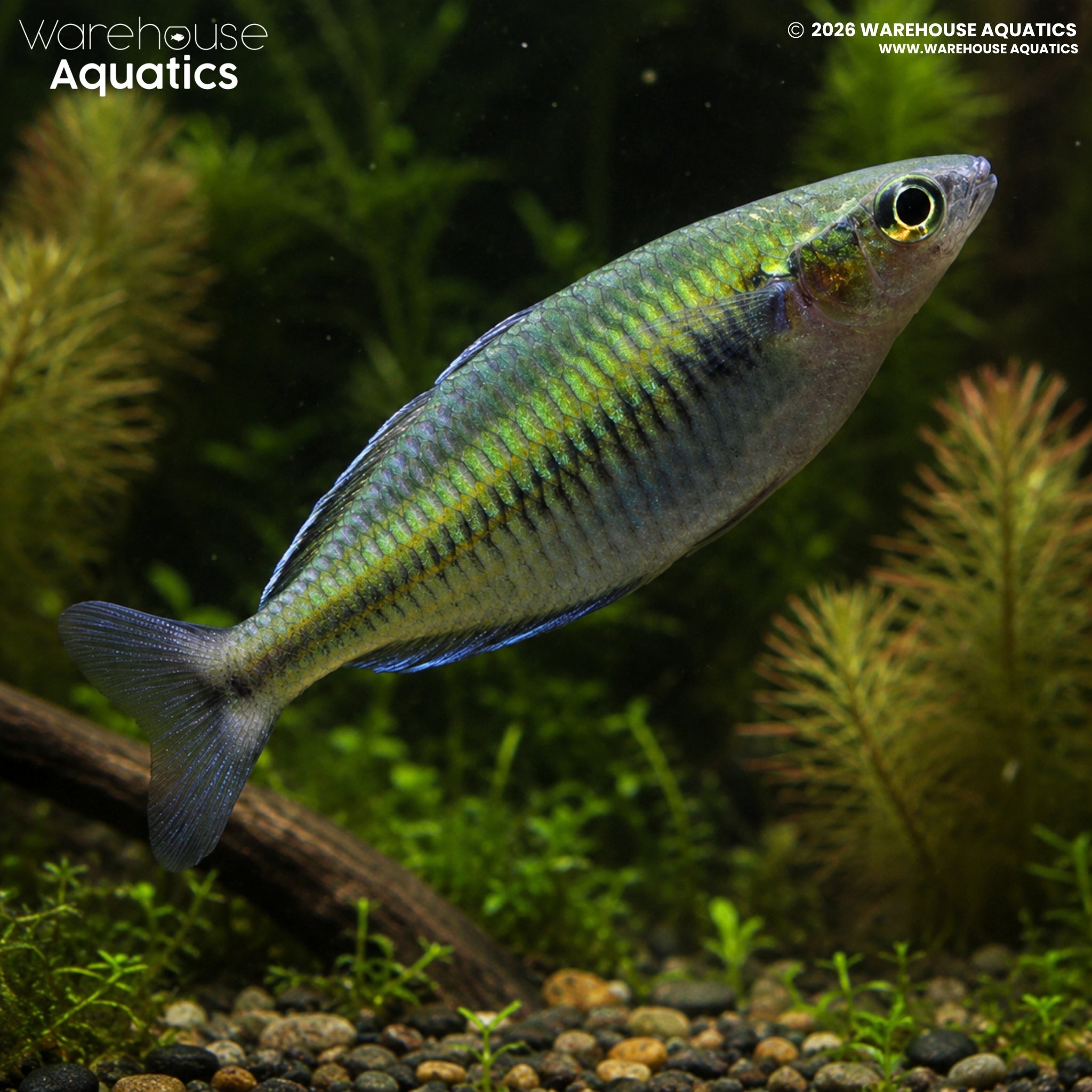 Boeseman’s Rainbowfish - Melanotaenia boesemani "Lake Ajamaru"
