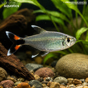 Bonita Tetra - Moenkhausia bonita