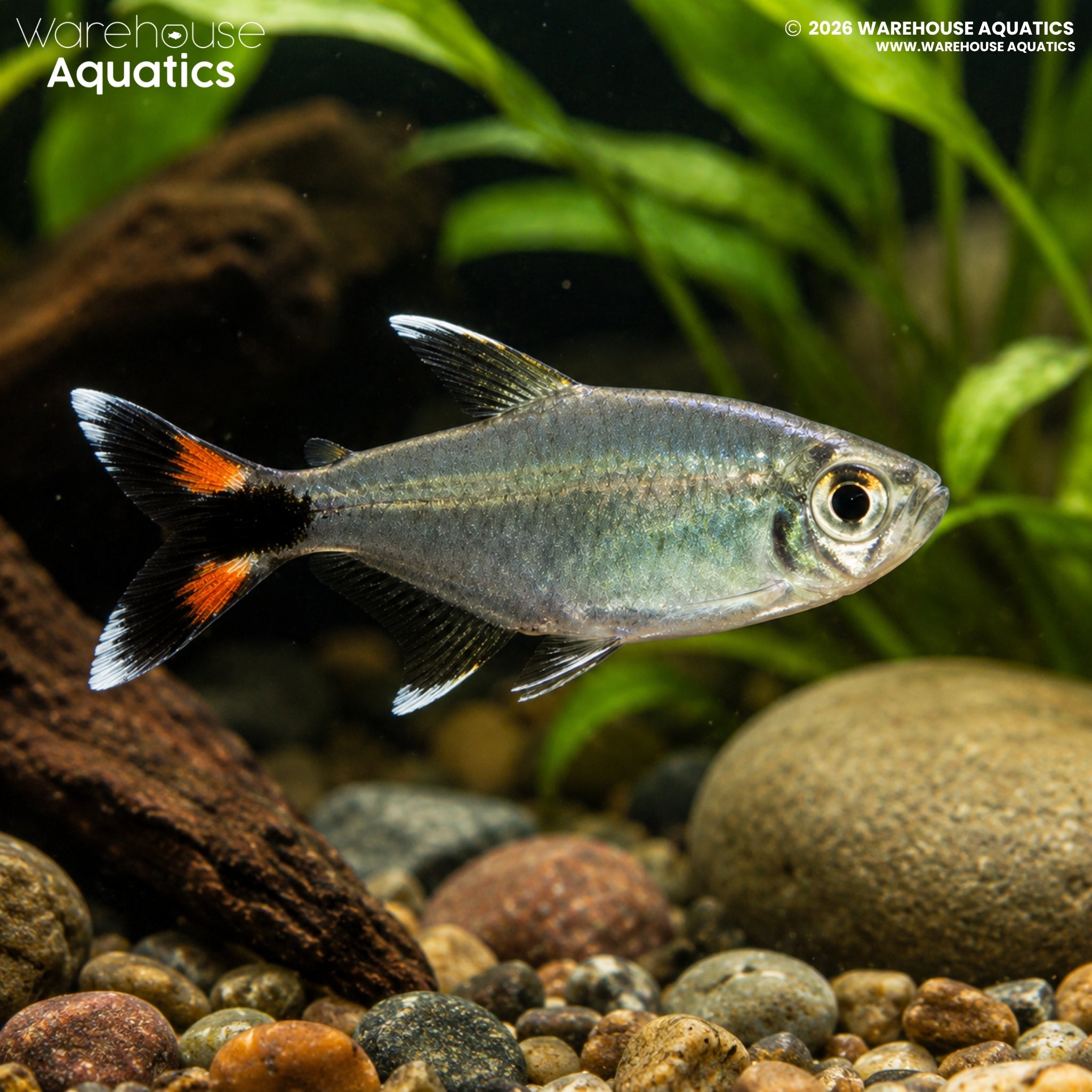 Bonita Tetra - Moenkhausia bonita