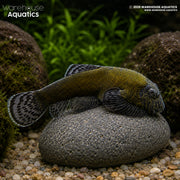 Borneo Sucker Yellow Lazer Loach – Gastromyzon lepidogaster