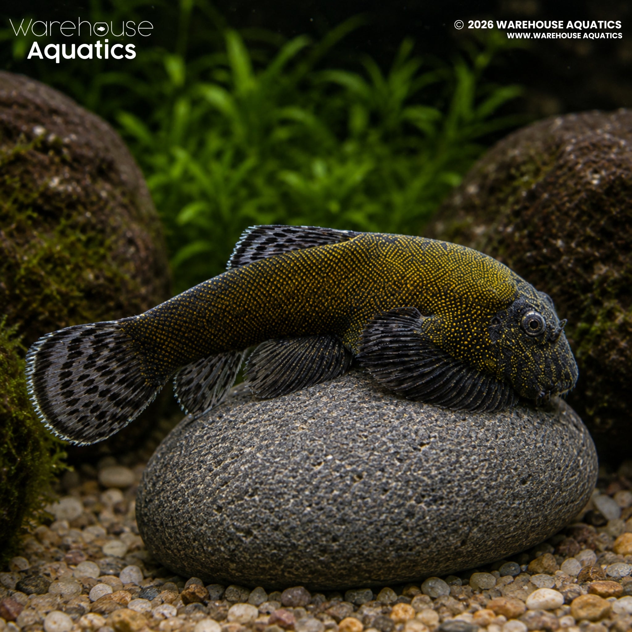 Borneo Sucker Yellow Lazer Loach – Gastromyzon lepidogaster