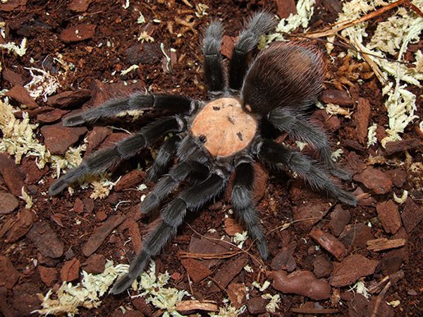 Brachypelma Albiceps (Golden Red Rump) 2cm Sling