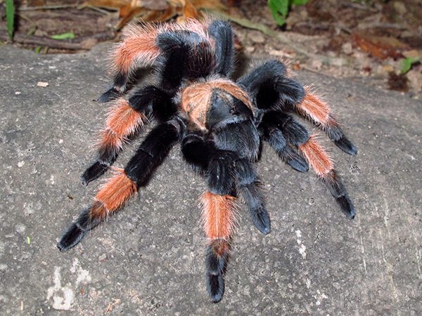 Brachypelma Emilia Mexican Fire Leg 2cm Sling