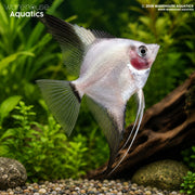 Bulgarian Green Red Cheek Angelfish - Pterophyllum scalare