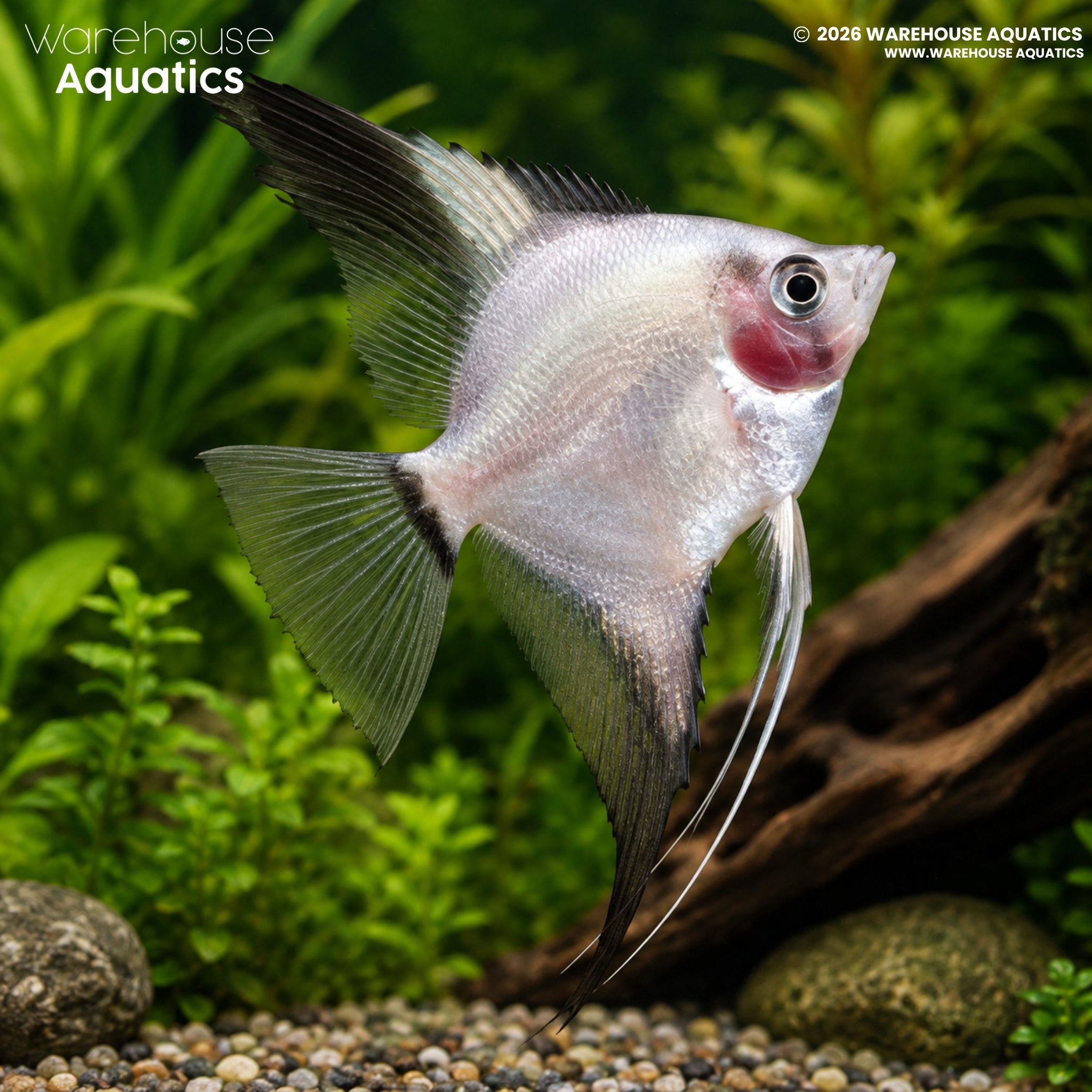 Bulgarian Green Red Cheek Angelfish - Pterophyllum scalare