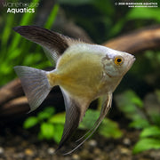 Bulgarian Seal Point Angelfish – Pterophyllum scalare