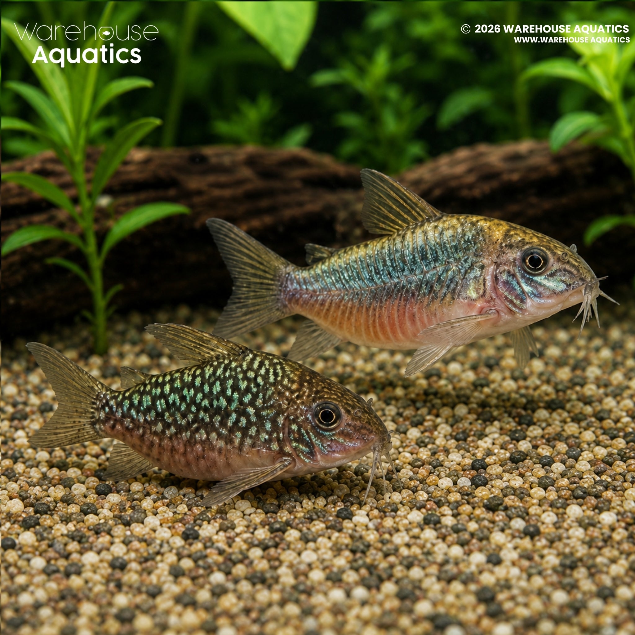 C005 Corydoras Pantanalensis - Brochis pantanalensis