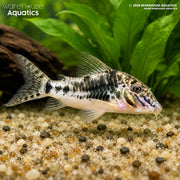 C023 Sarare Cory - Corydoras sarareensis