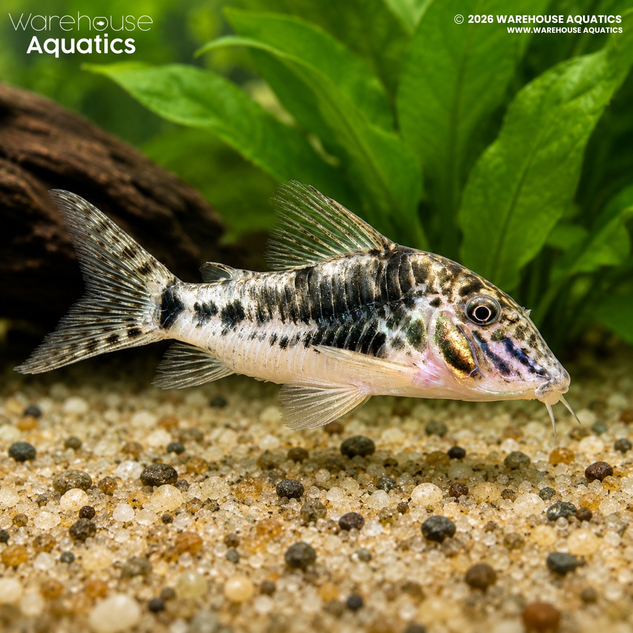 C023 Sarare Cory - Corydoras sarareensis