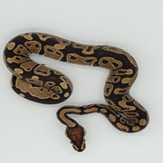 CB 2023 Royal Python Male