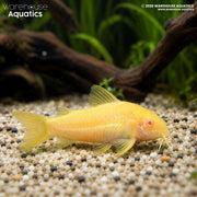 CW010 Albino Orange Lazer Cory - Osteogaster sp