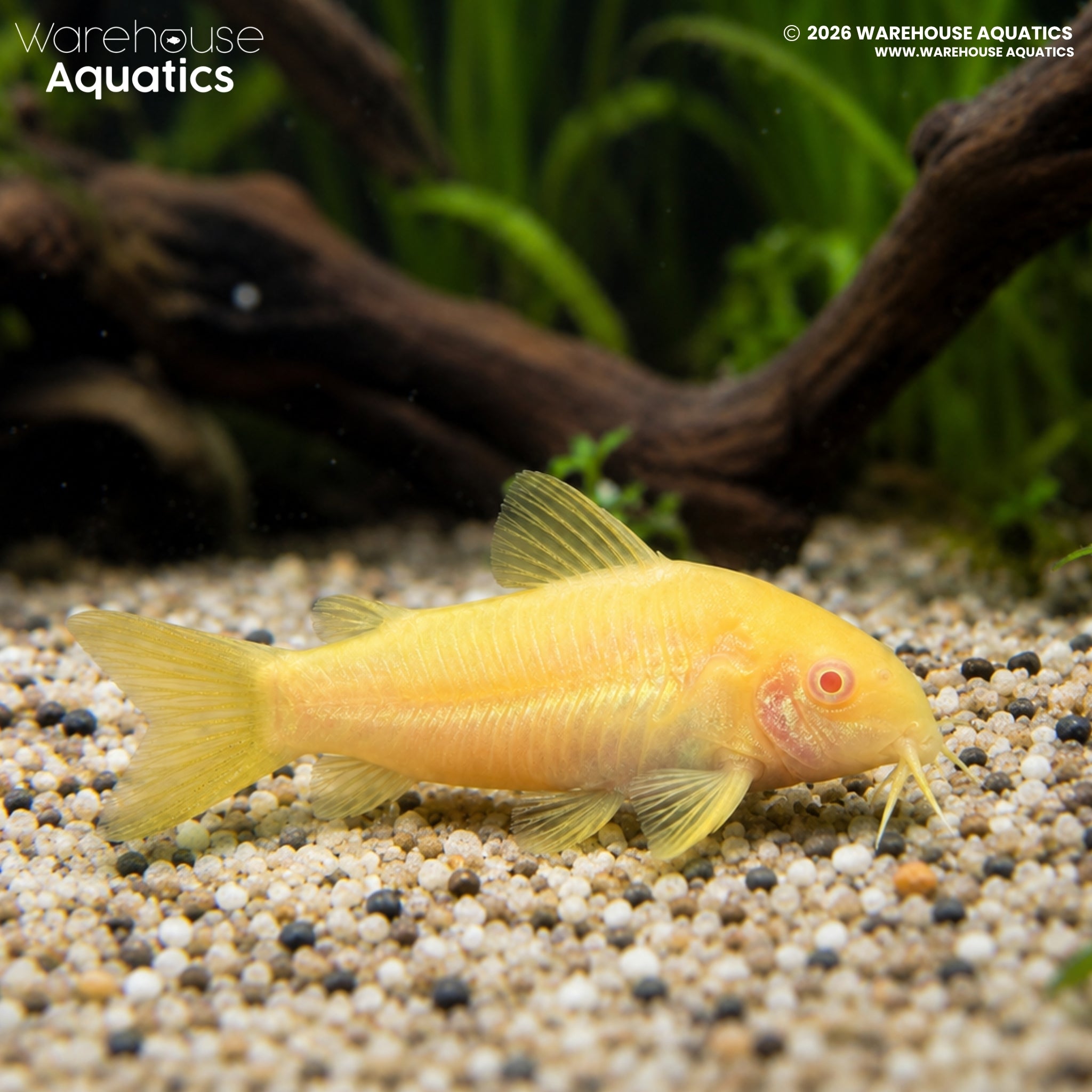 CW010 Albino Orange Lazer Cory - Osteogaster sp