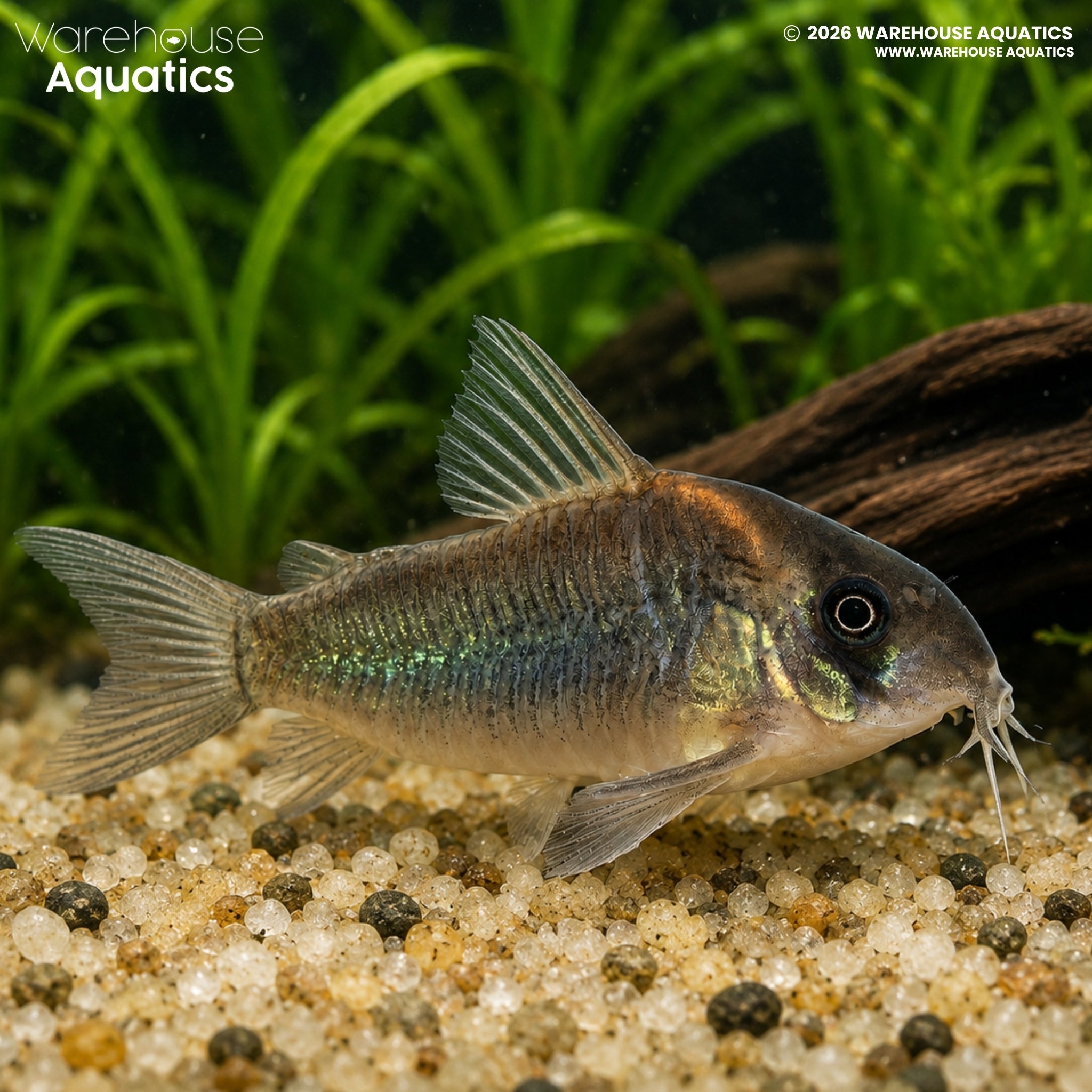 CW102 Cory - Hoplisoma sp.
