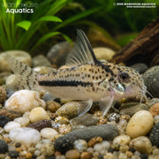 CW114 Sipaliwini Cory - Hoplisoma sipaliwini