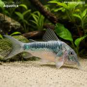 CW124 Inka Cory - Corydoras sp