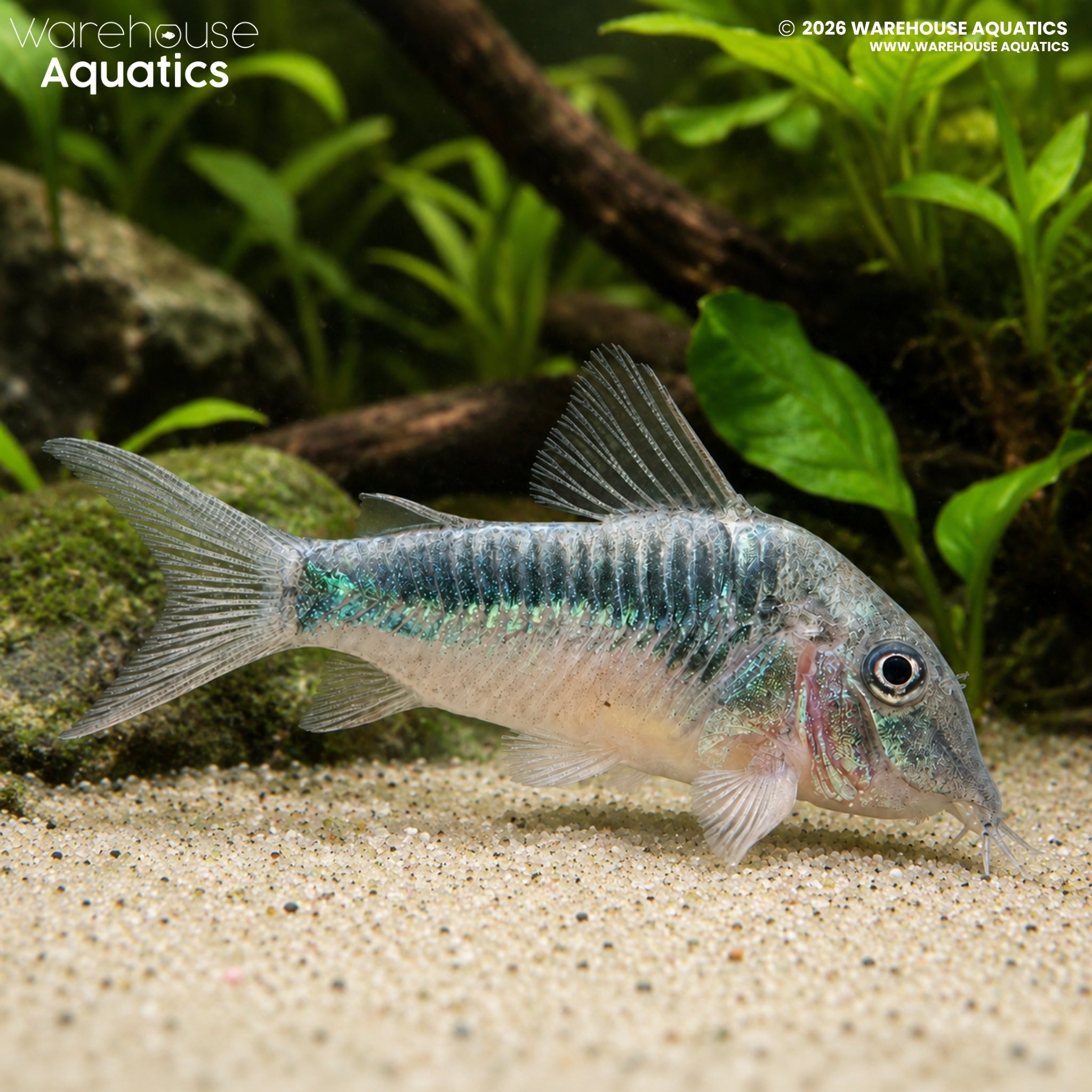 CW124 Inka Cory - Corydoras sp