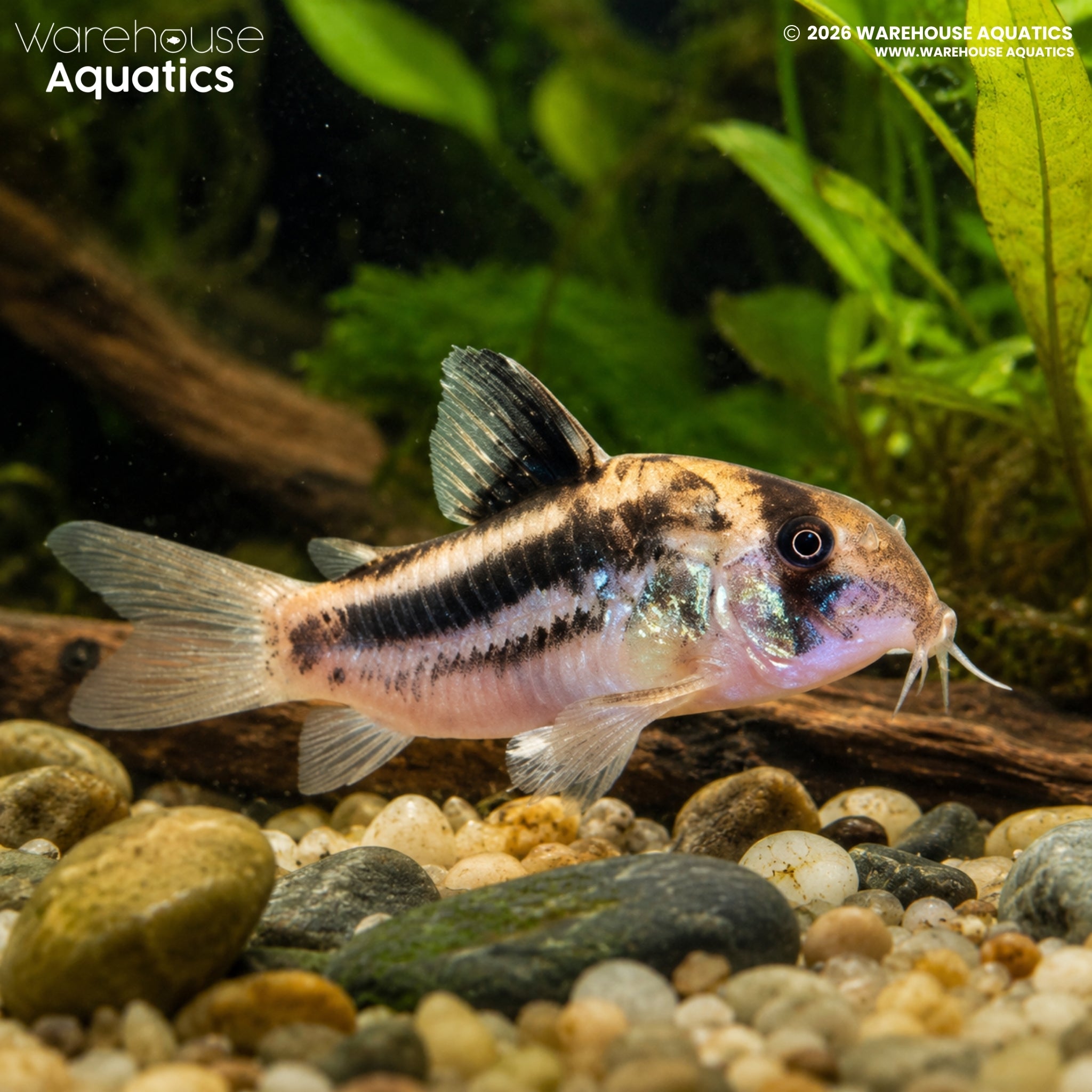 CW160 Super Ancestor Cory - Hoplisoma tenebrosum