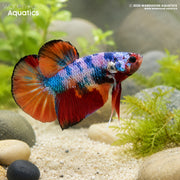 Candy Plakat - Betta splendens #11