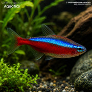 Cardinal Tetra - Paracheirodon axelrodi