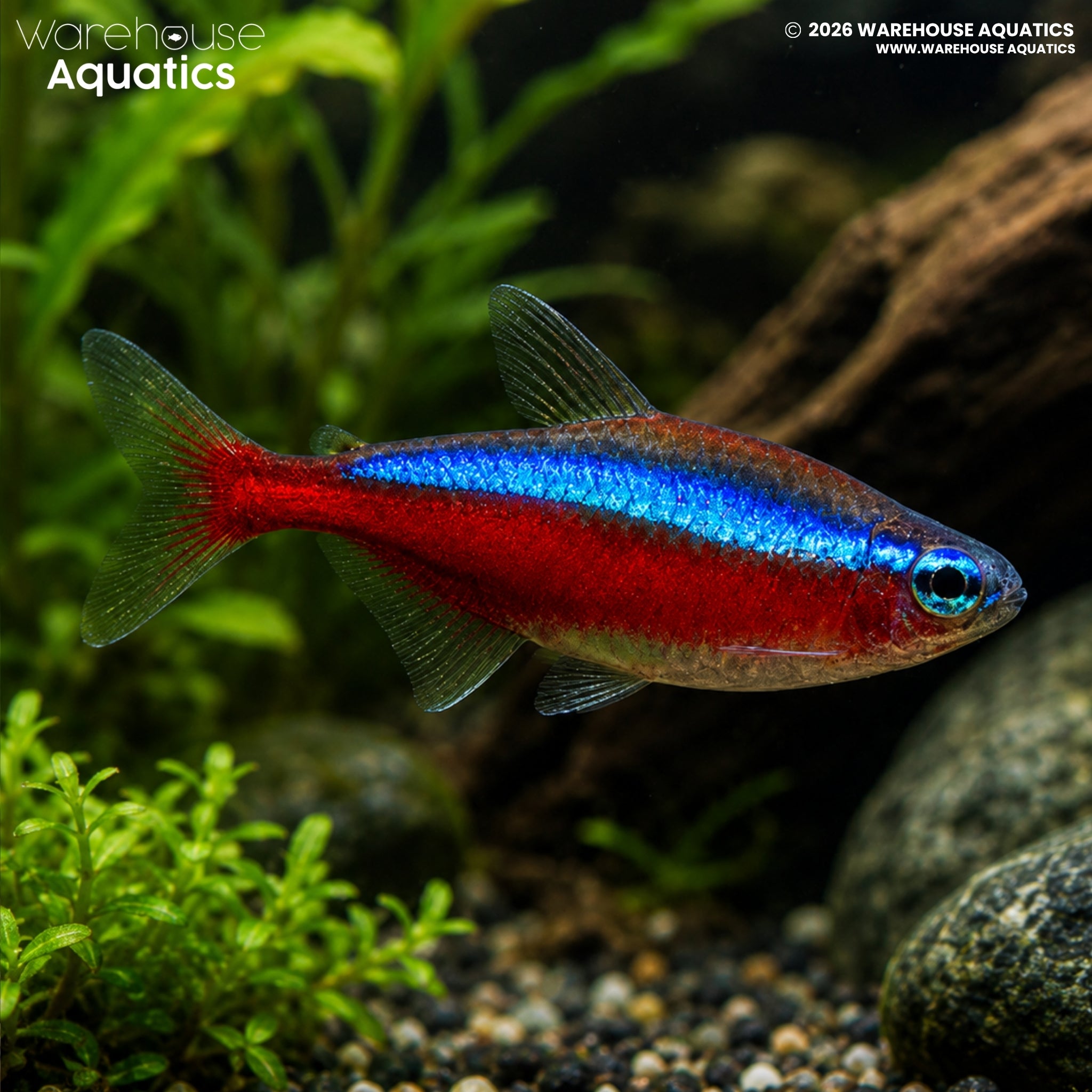Cardinal Tetra - Paracheirodon axelrodi