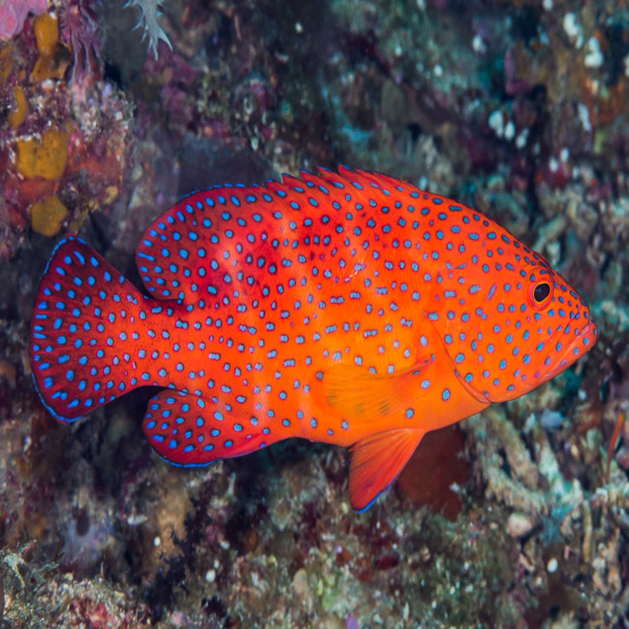 Miniatus Grouper