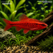 Cherry Barb - Puntius Titteya