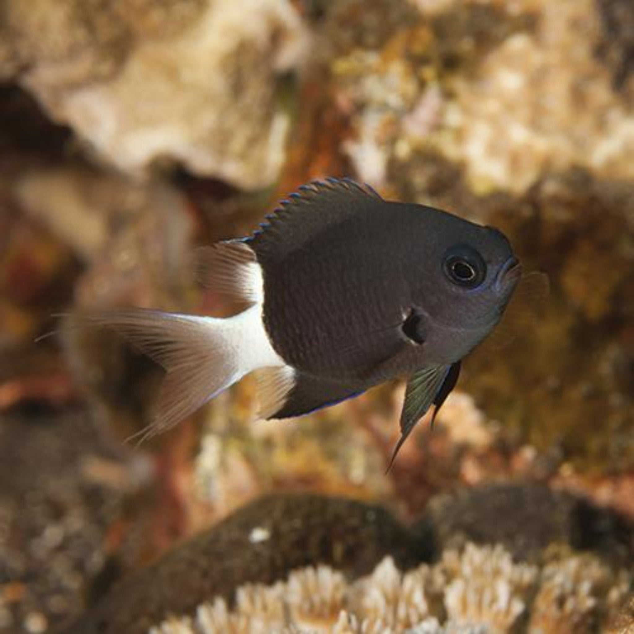 Chromis - Bicolour
