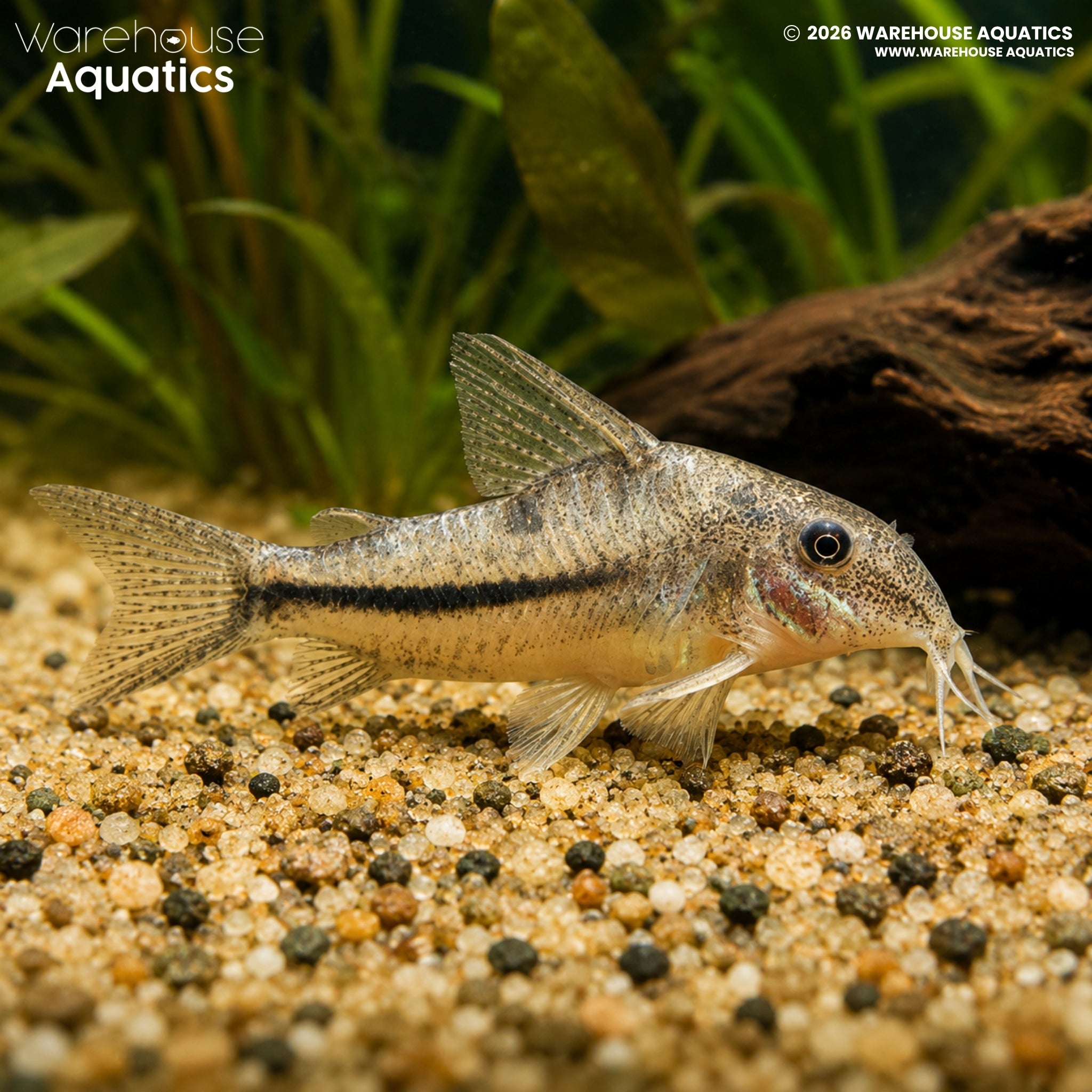 Coast Cory