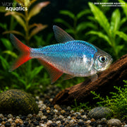 Colombian Tetra - Hyphessobrycon columbianus