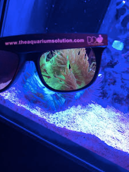 Coral Viewing Sunglasses