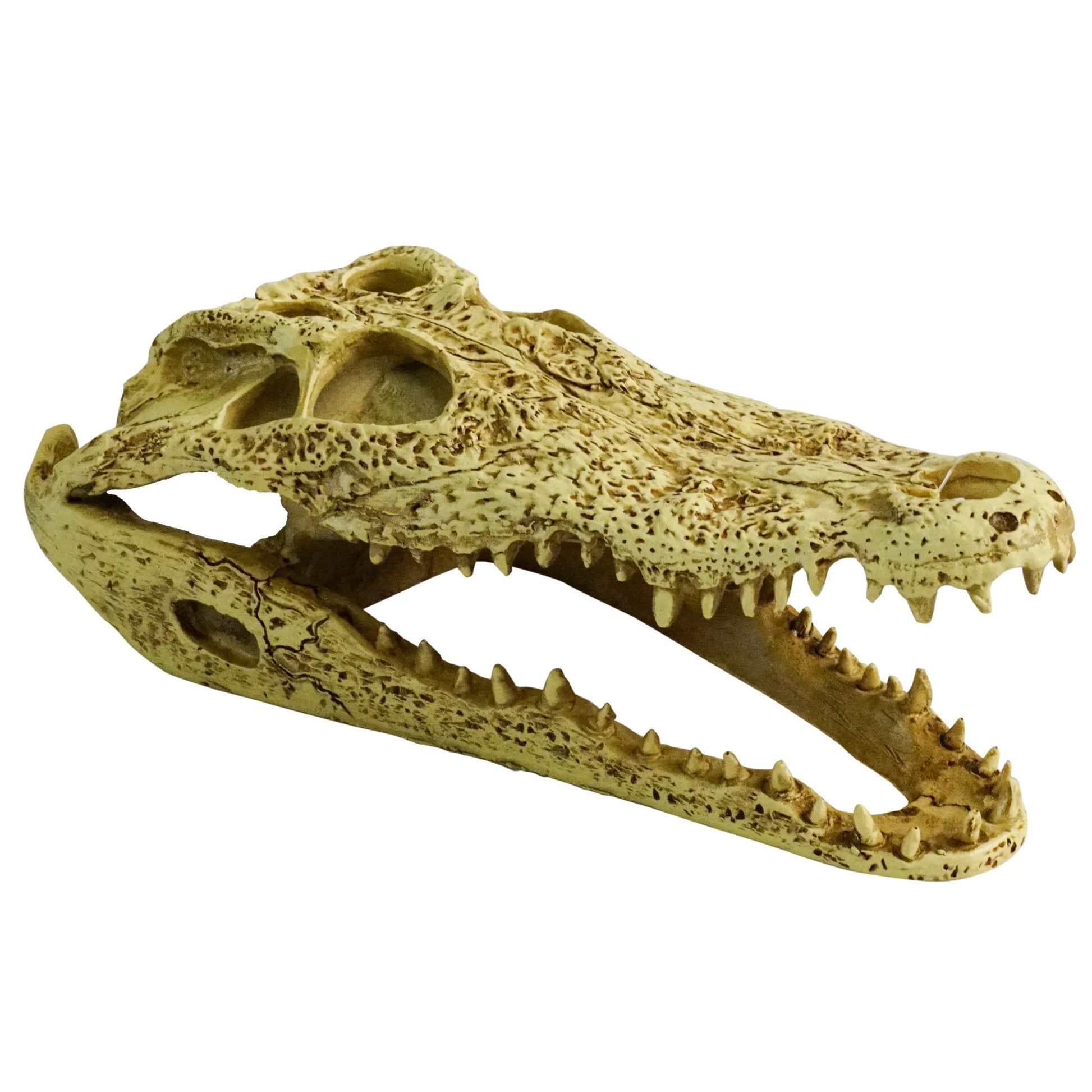 Crocodile Skull