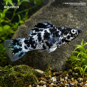 Dalmatian Molly - Poecilia latipinna