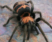 Davus pentalore (Mexican Tiger Rump) Sub-Adult