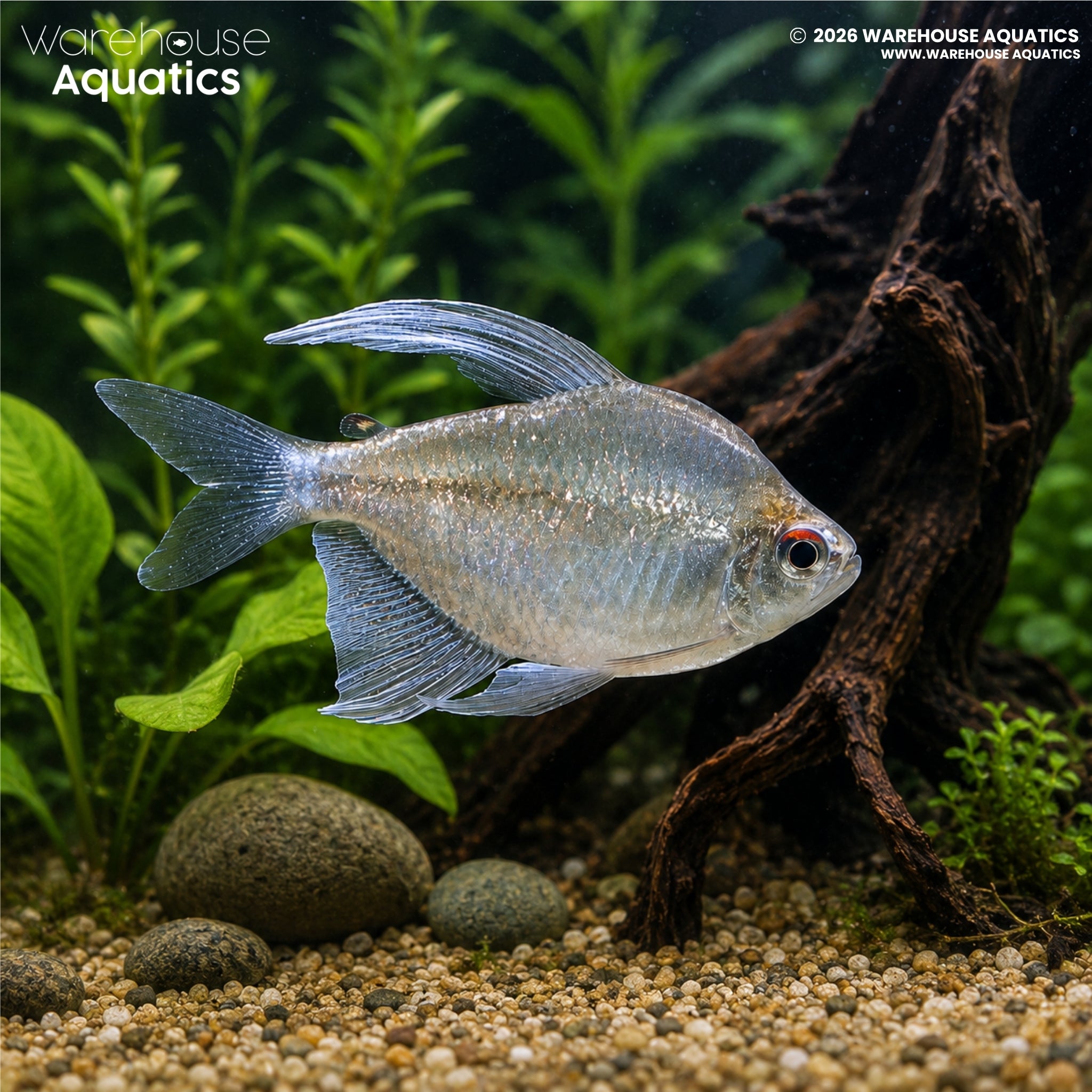 Diamond Tetra - Moenkhausia pittieri
