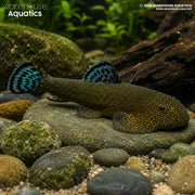 Double Blue Zebra Borneo Loach - Gastromyzon sp.