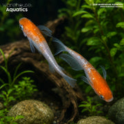 Red and White Lame Ricefish - Oryzias latipes