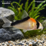 Duplicate Cory - Hoplisoma duplicareum